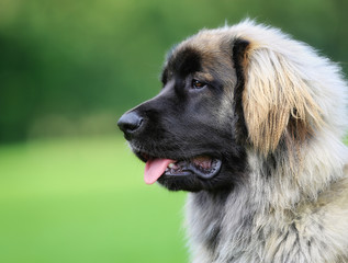 Poster - Purebred Leonberger dog