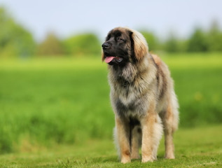 Canvas Print - Purebred Leonberger dog