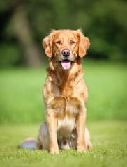 Canvas Print - Golden retriever dog