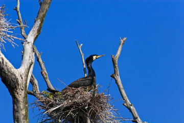 cormorant (phalacrocorax carbo ) on nest