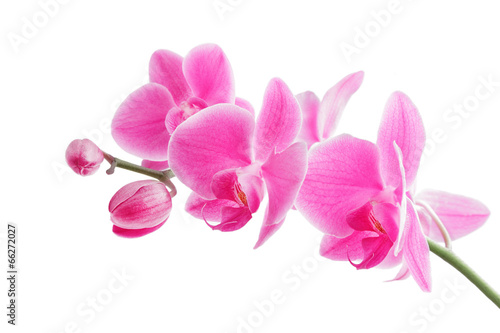 Plakat na papierze fotorealistycznym Orchidea