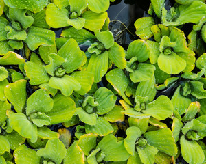 Wall Mural - Water Lettuce plants floating on a pond