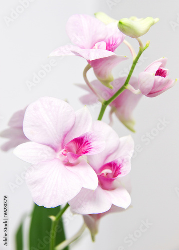 Board z aluminiowym obramowaniem Piękna orchidea