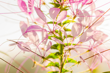 Sticker - Cleome hassleriana or spider flower or spider plant