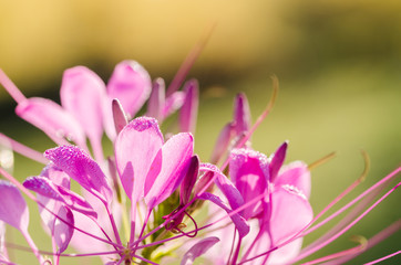 Sticker - Cleome hassleriana or spider flower or spider plant