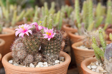 Wall Mural - Pink Flowers of Cactus
