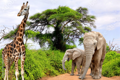 Naklejka samoprzylepna Żyrafa i słonie w Kruger Park RPA