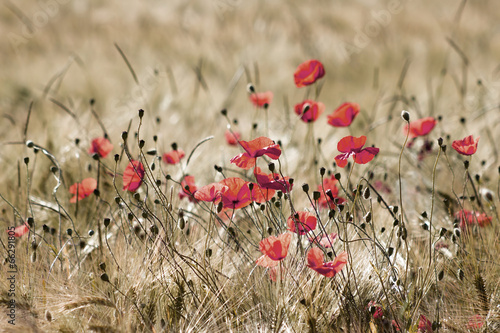 Naklejka na szafę wild poppy flowers