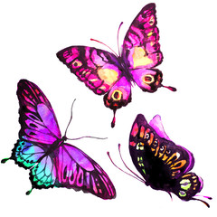 Wall Mural - butterflies design