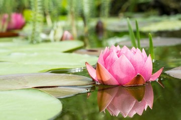 Wall Mural - Red water lily flower with leafs mares tail and water soldier