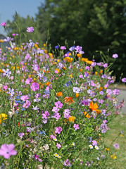 Wall Mural - gazon fleuri de coreopsis