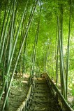 Fototapeta Dziecięca - bamboo forest