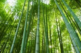 Fototapeta Bambus - bamboo forest