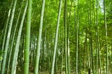Fototapeta Dziecięca - bamboo forest