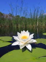 Water Lily On Lake