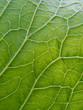 © fox17 - green leaf