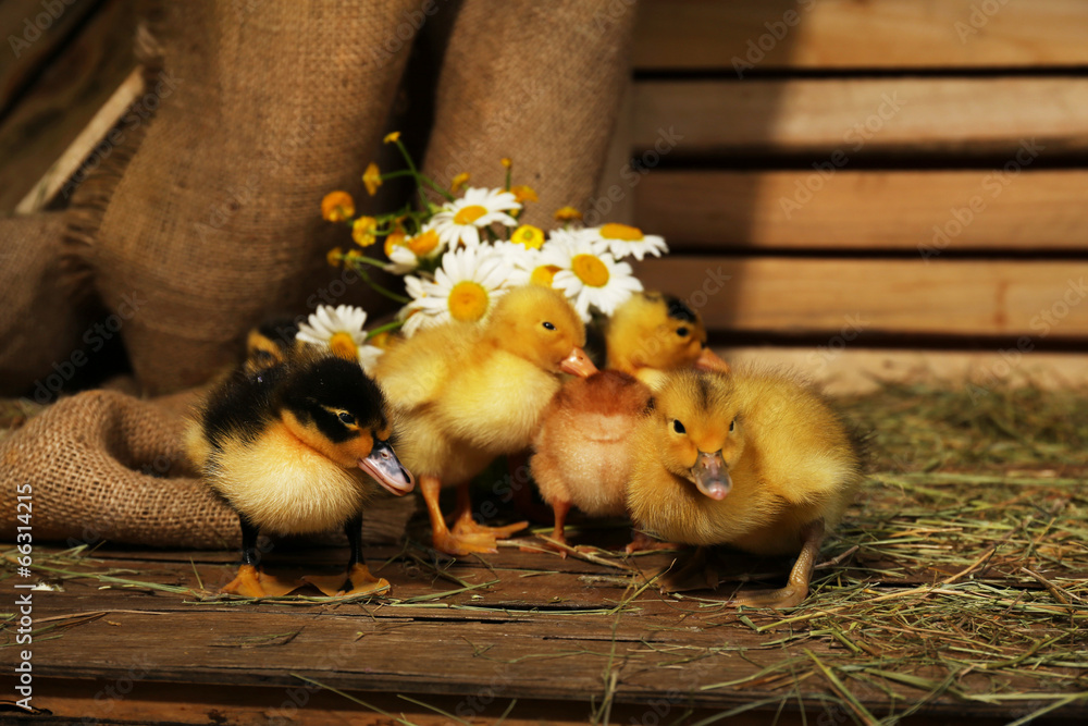 Little cute ducklings in barn