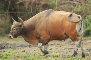 a male banteng stepping out of the wood
