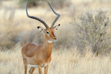 Fototapeta Sawanna - Impala