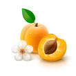Apricot with slice on white background