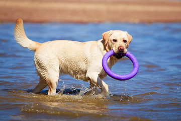 Wall Mural - yellow labrador retriever dog