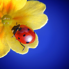 Wall Mural - ladybug