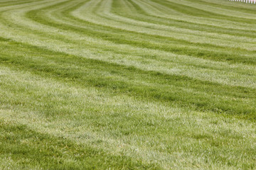 Horse race track with curve line