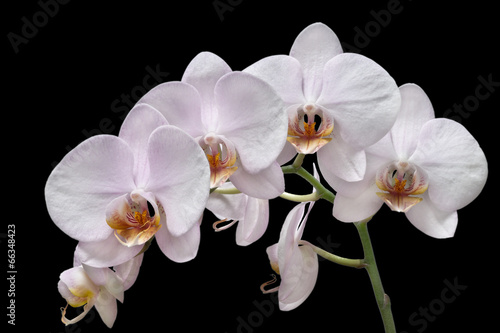 Board z aluminiowym obramowaniem Białe orchidee