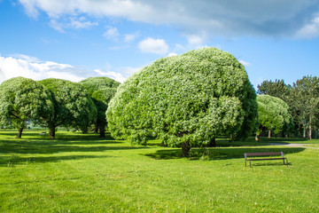 Beautiful park view