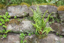 Stone Wall With Ferns And Moss