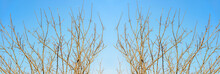 Branch Of Dead Tree Effect In Blue Sky Background