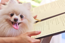 Pomeranian On Table In Restaurant