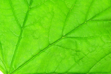 structure of leaf