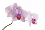 Fototapeta Storczyk - Pink streaked orchid flowers