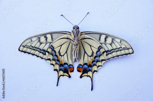 Board z aluminiowym obramowaniem Swallowtail motyl