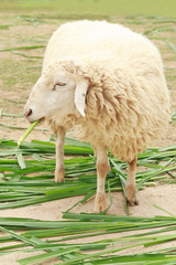 Wall Mural - White sheep smile eating grass