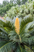 Cycas Revoluta On Tree, Sago Palm.