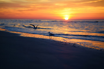 Wall Mural - Picturesque sunset on a beach