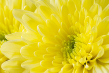 Close Up Image Of Yellow Chrysanthemum