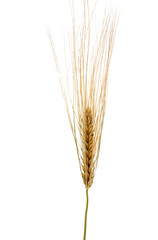 Wall Mural - ears of wheat isolated