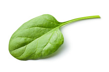 Green Spinach Leaf
