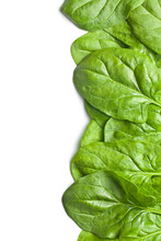 Green Spinach Leaves