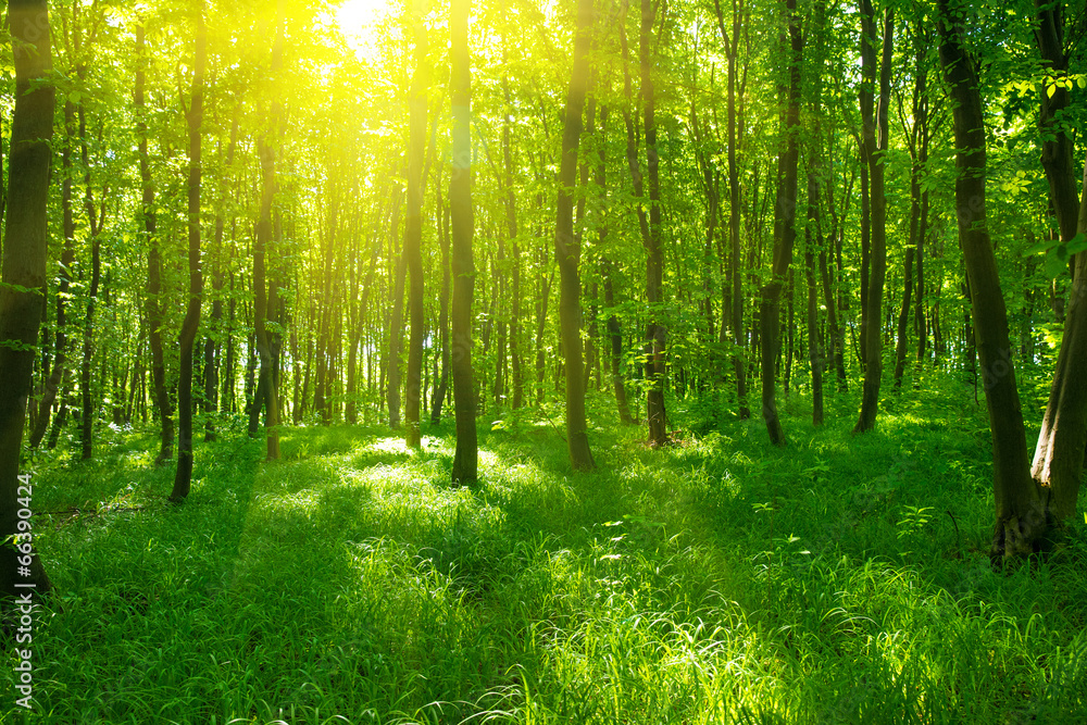 Sunlight in the green forest, spring time - obrazy, fototapety, plakaty 