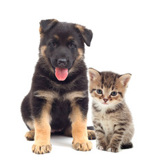 Poster - puppy and kitten looking