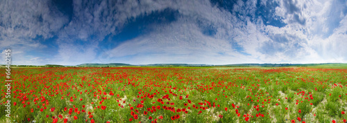 Board z aluminiowym obramowaniem Panorama pola makowego