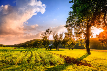 Canvas Print - Rural scene