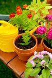 Fototapeta Morze - Flower pots and watering pot in green garden