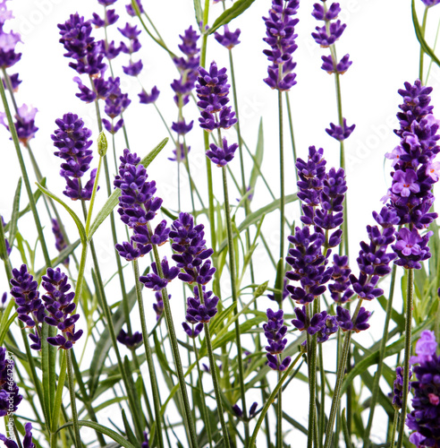 Naklejka - mata magnetyczna na lodówkę closeup of lavender