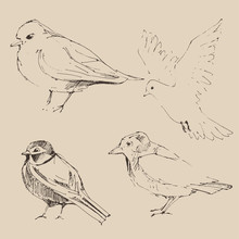 Bird Set  Vintage Illustration, Engraved Retro Style