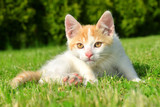 Fototapeta Mapy - Kitten in the grass